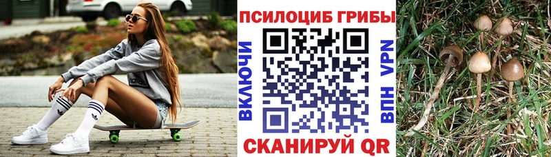 кракен ССЫЛКА  Купино  Галлюциногенные грибы Psilocybe 